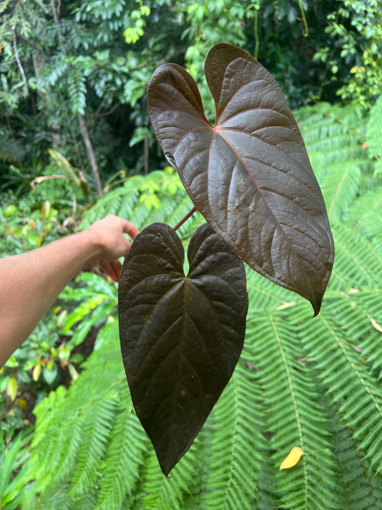 Anthurium Dark Dingo Clone Cutting Grown - Amazing Plant!