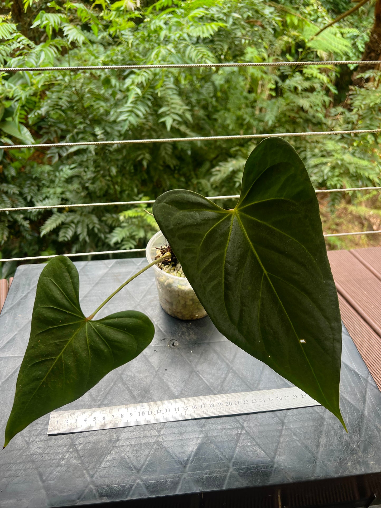 Anthurium Noid Clone Prop