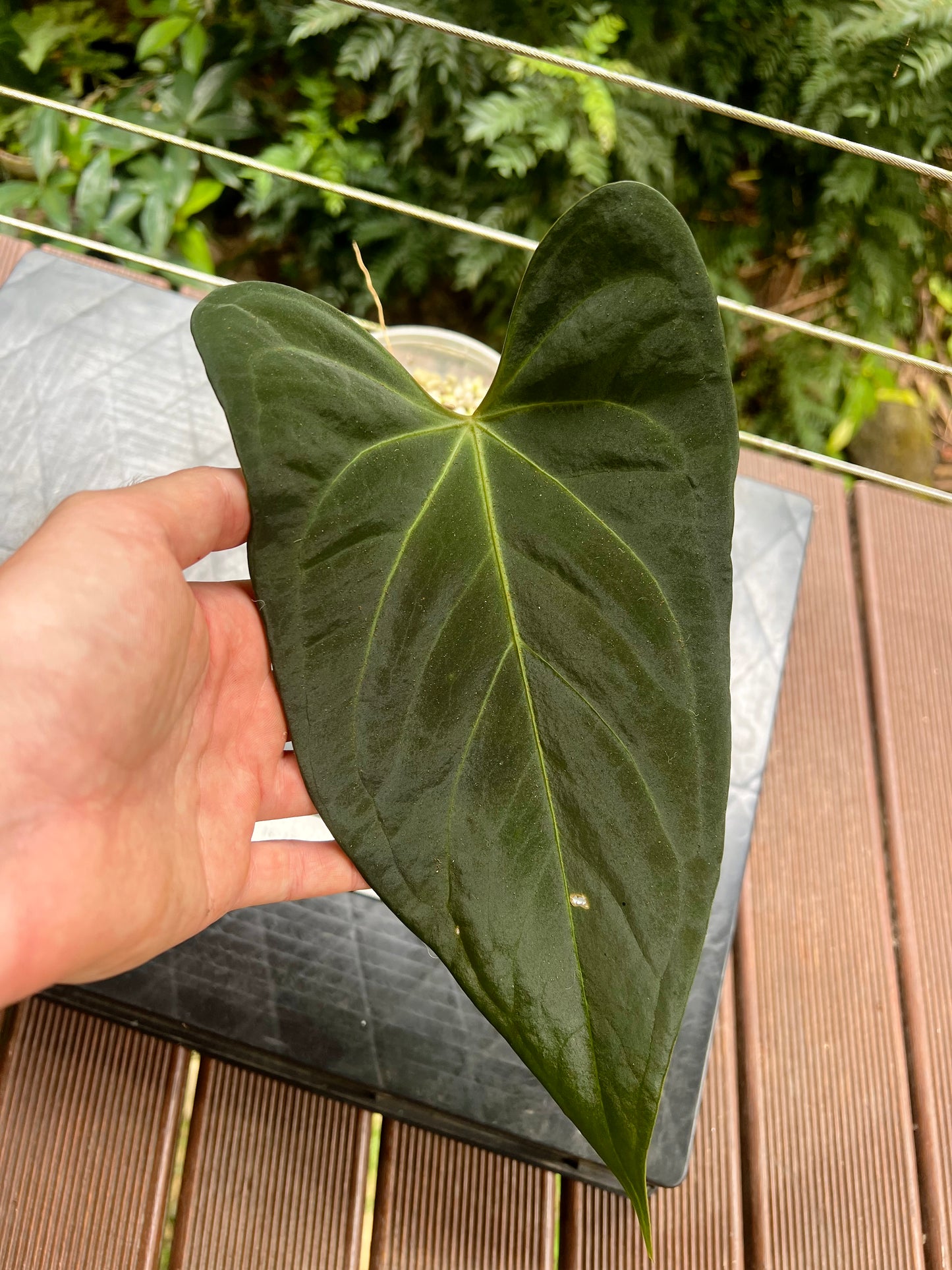 Anthurium Noid Clone Prop