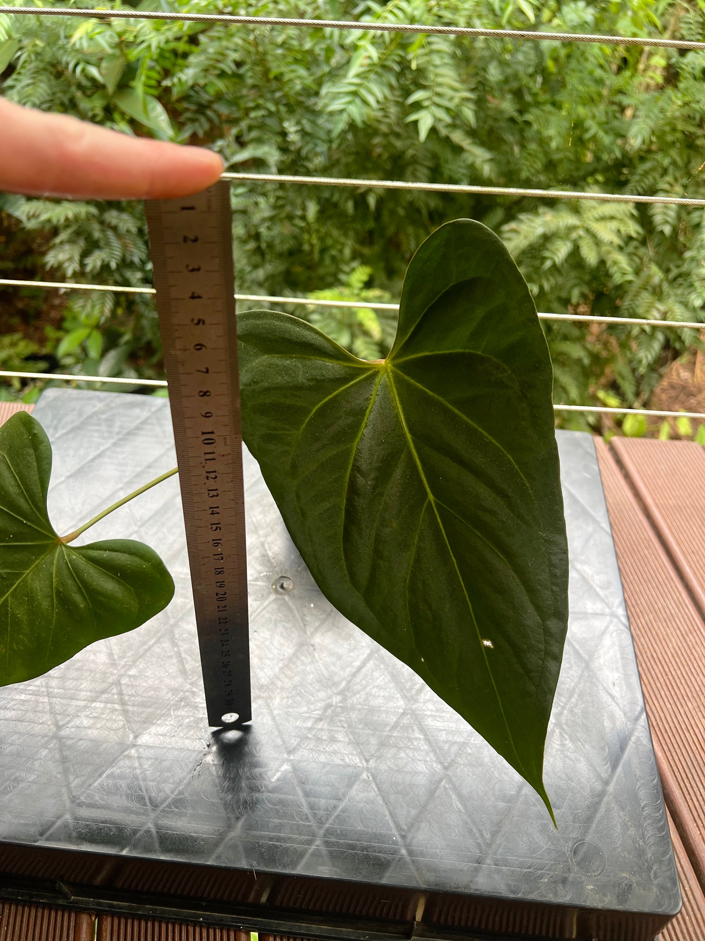 Anthurium Noid Clone Prop