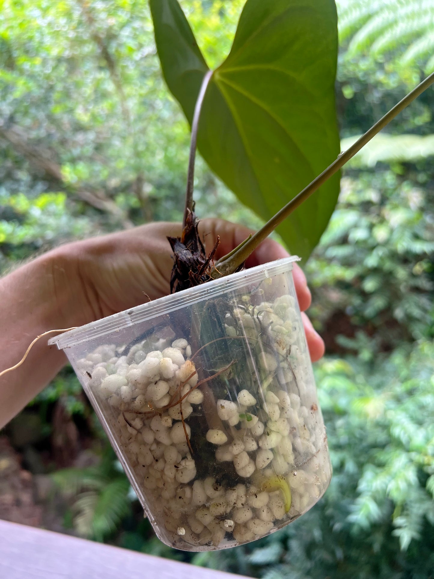 Anthurium Noid Clone Prop