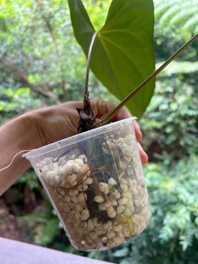 Anthurium Noid Clone Prop