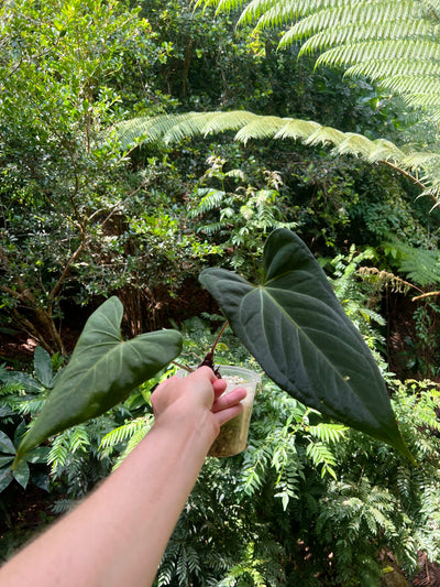 Anthurium Noid Clone Prop