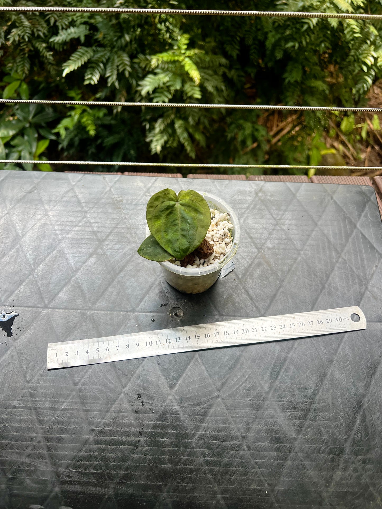 Anthurium Black Hole ( Clonal Prop)