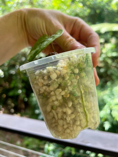 Anthurium Black Hole ( Clonal Prop)