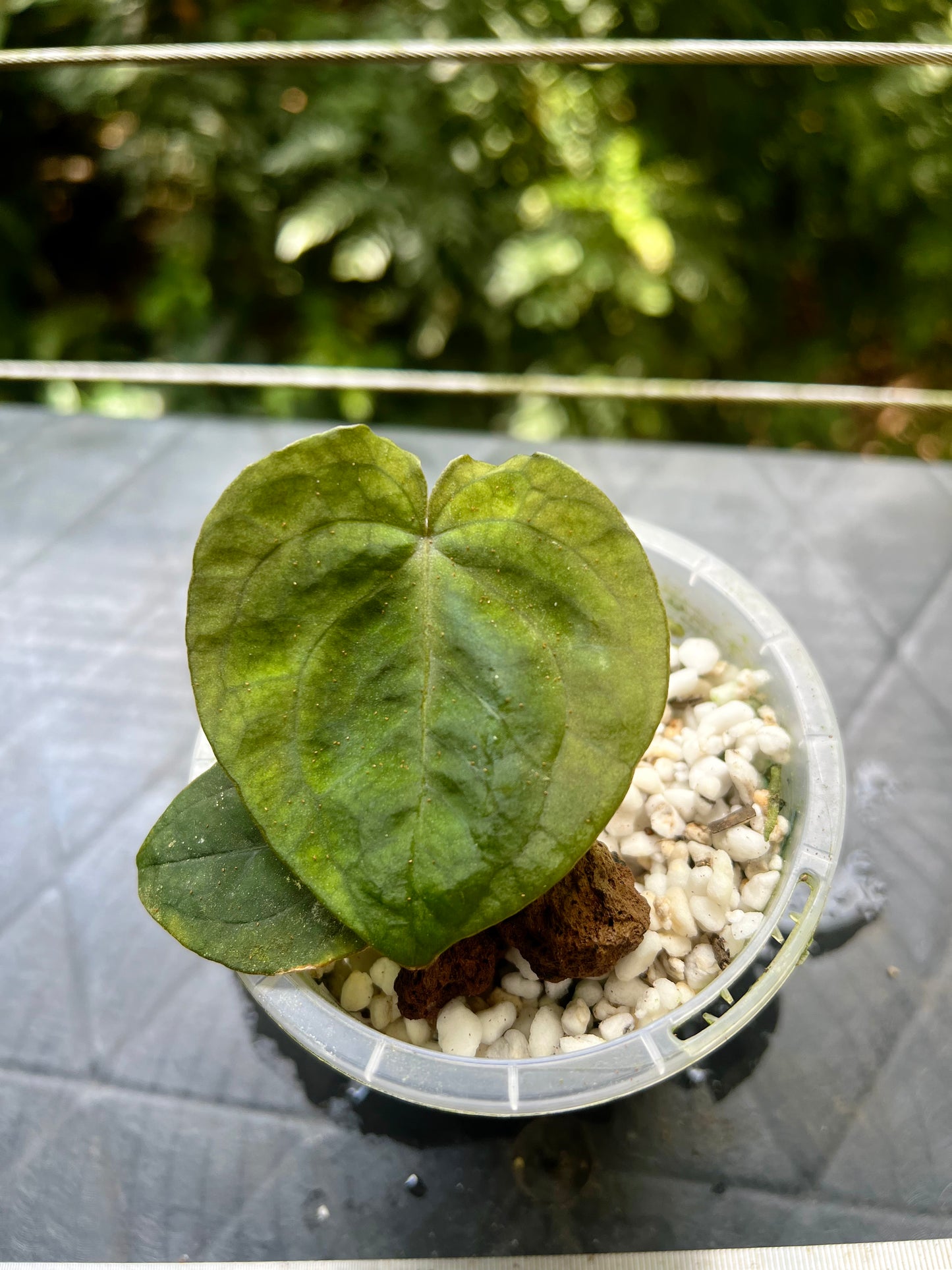 Anthurium Black Hole ( Clonal Prop)