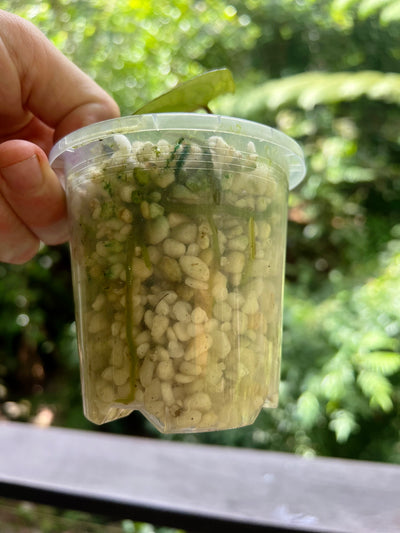 Anthurium Black Hole ( Clonal Prop)