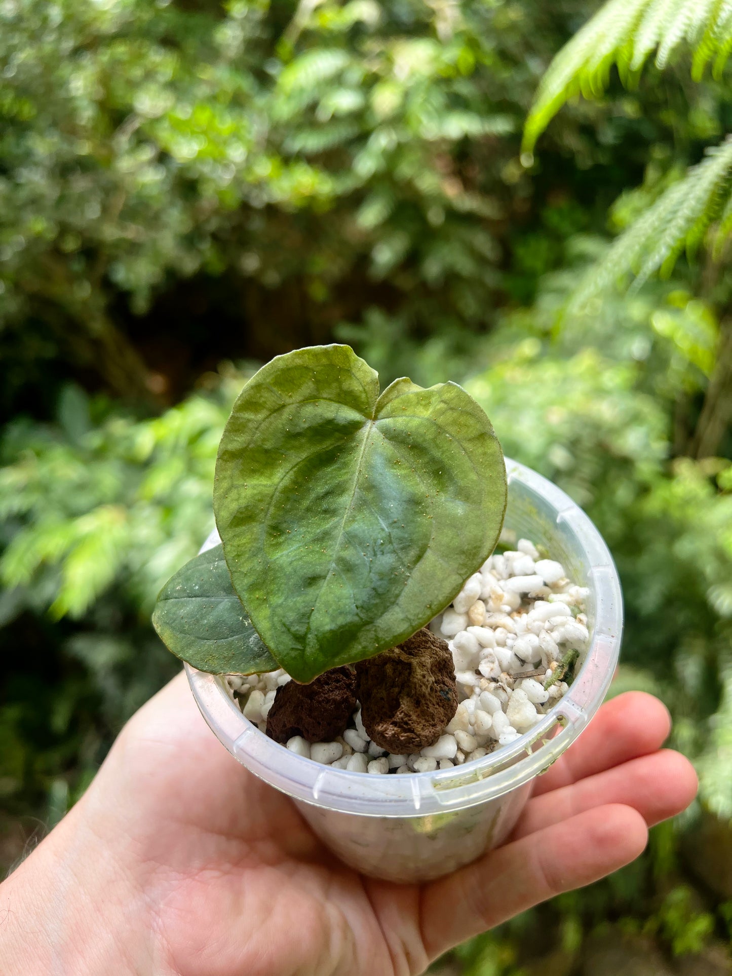 Anthurium Black Hole ( Clonal Prop)
