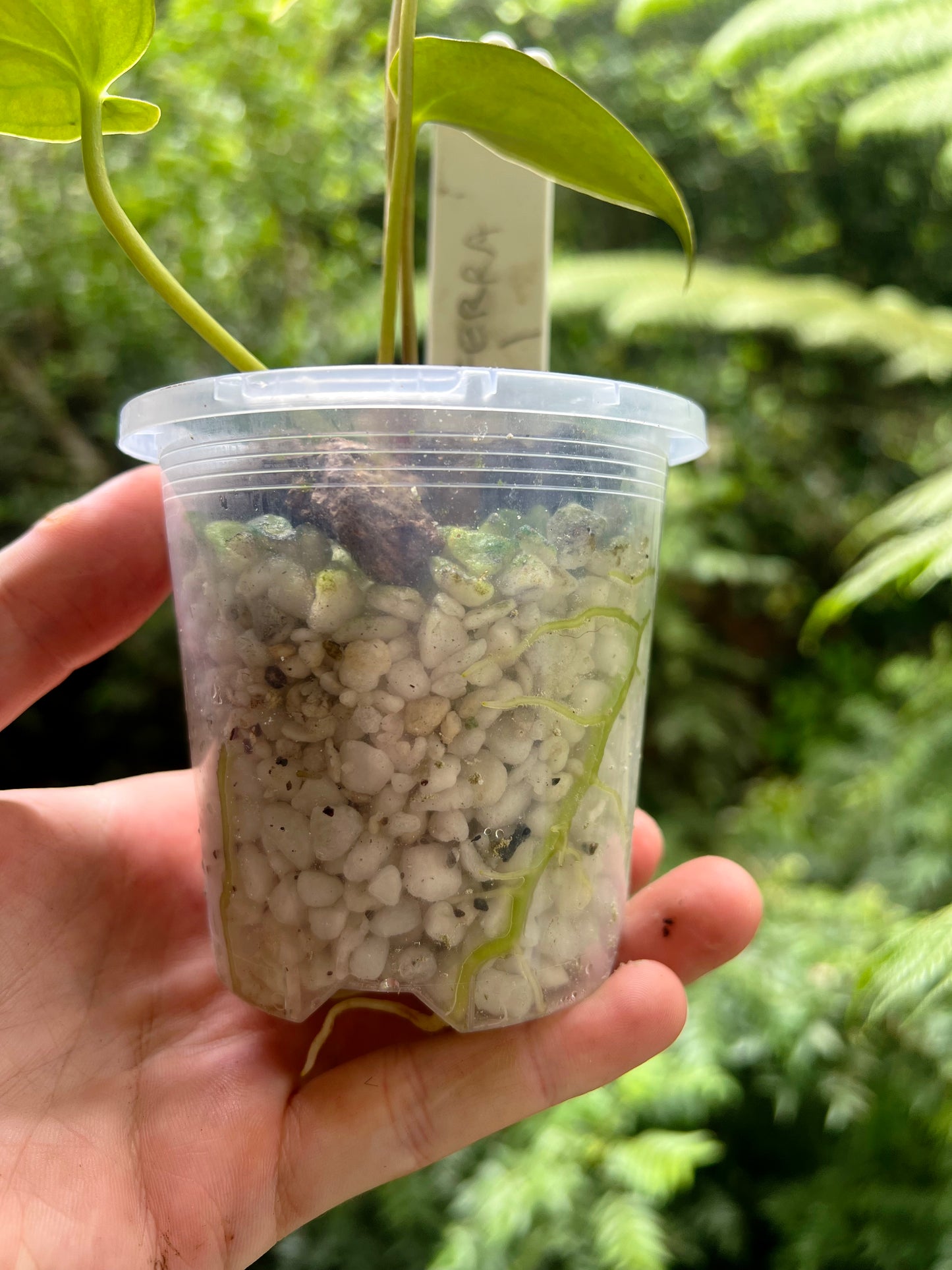 Anthurium Black Hole ( Clonal Prop)