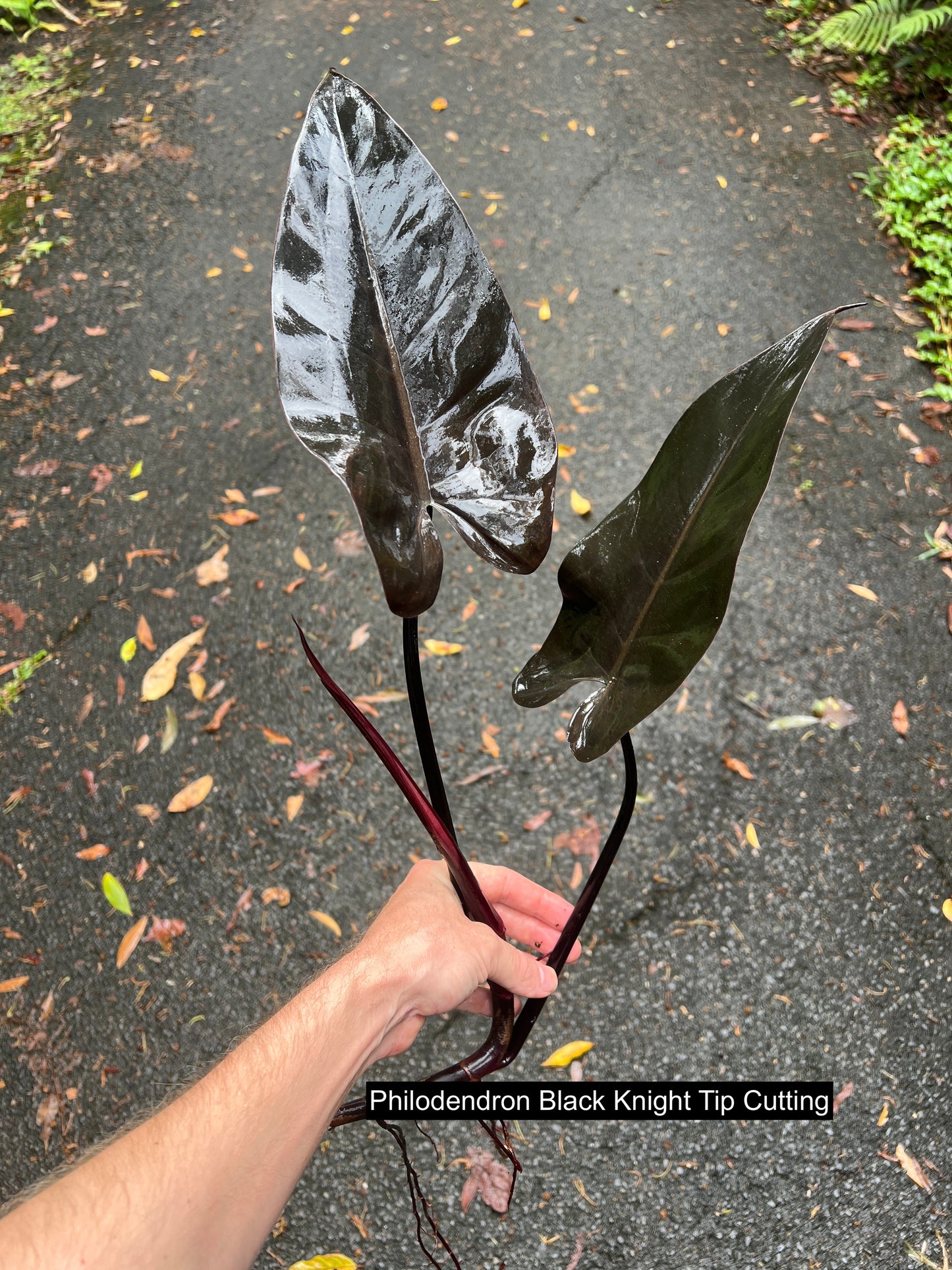 Philodendron Dark Hybrids - Dark Knight and Royal Queen > Cuttings