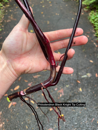 Philodendron Dark Hybrids - Dark Knight and Royal Queen > Cuttings