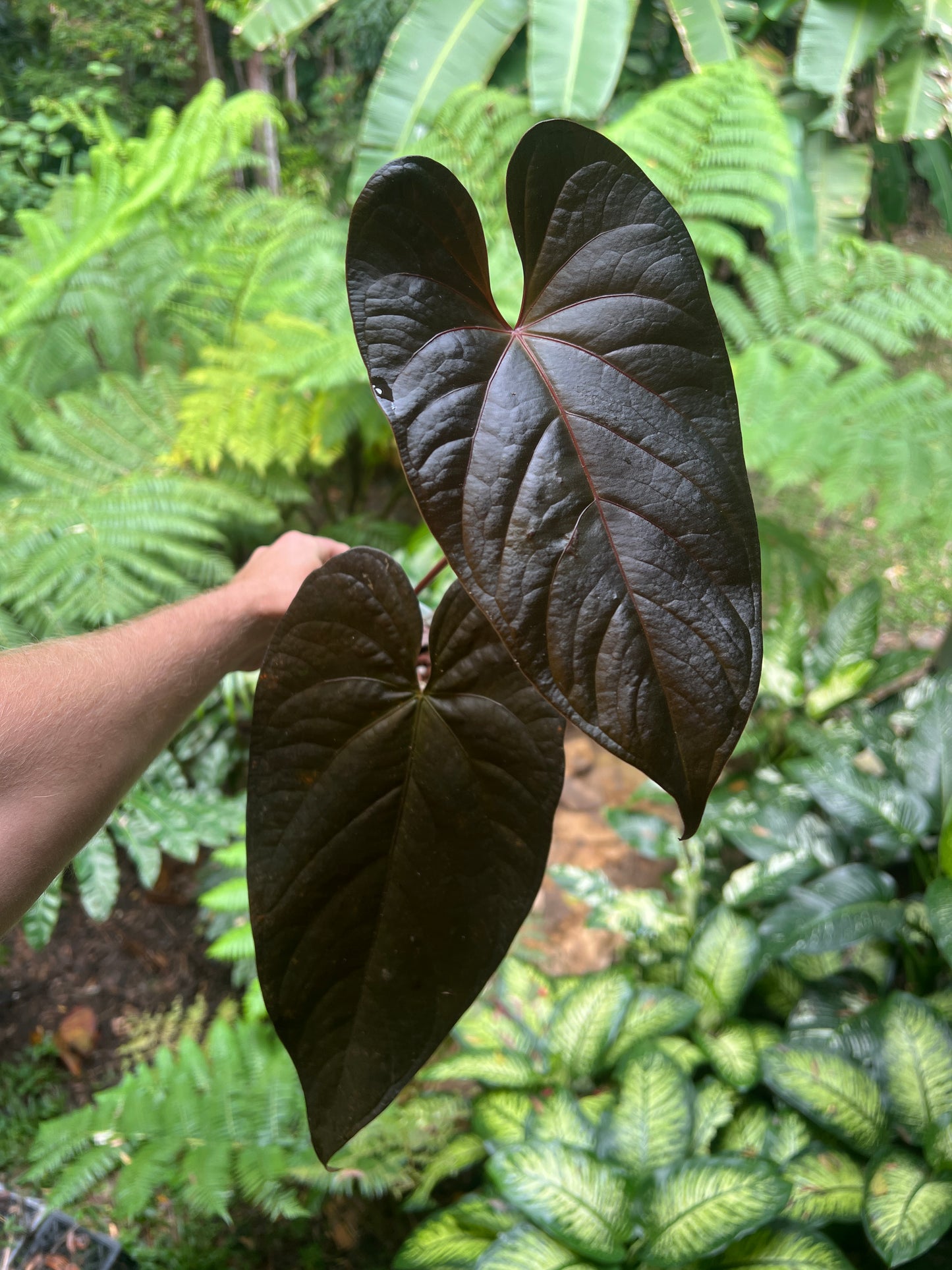 Anthurium Dark Dingo Clone Cutting Grown - Amazing Plant!