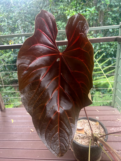 Anthurium MagxMoody#4 x Dark Crystal x3 Seeds