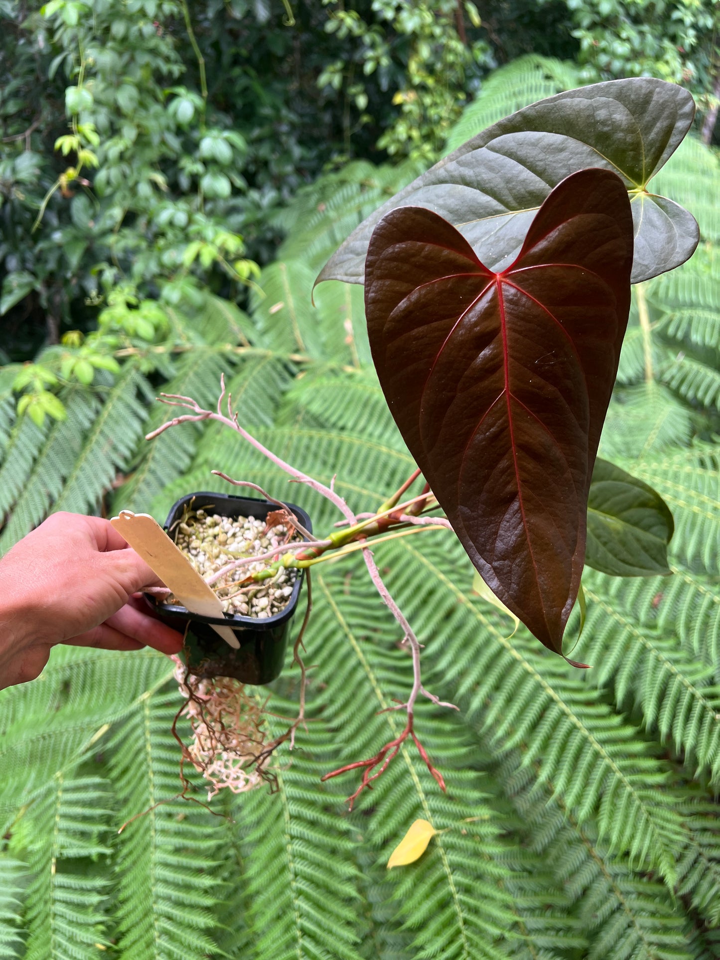 Anthurium Sang x Moodeanum Select RED VEINS