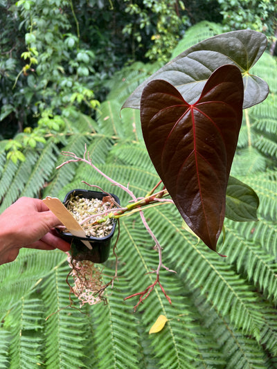 Anthurium Sang x Moodeanum Select RED VEINS