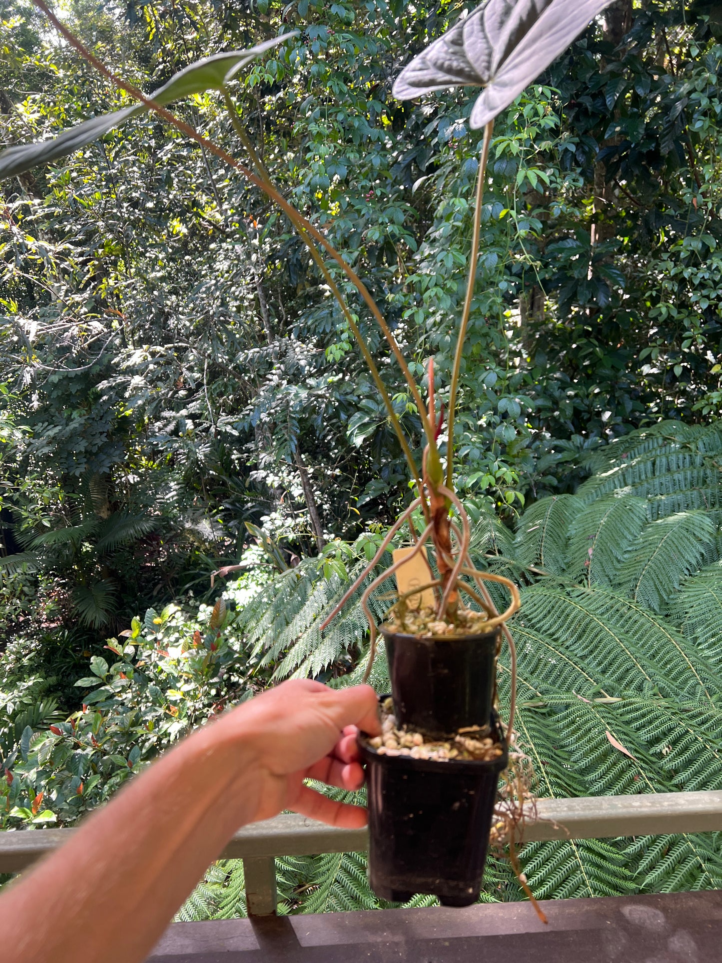 Anthurium 'Sharp Mood #1' Clone - Large and Starting to Flower!