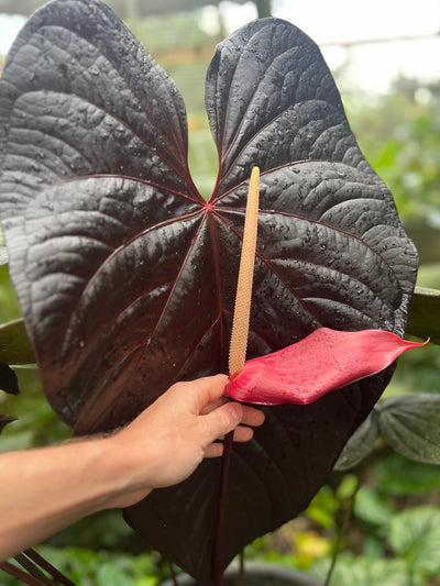 Anthurium Dark Dingo x pxd (JS s1) - Pack 3 Seeds