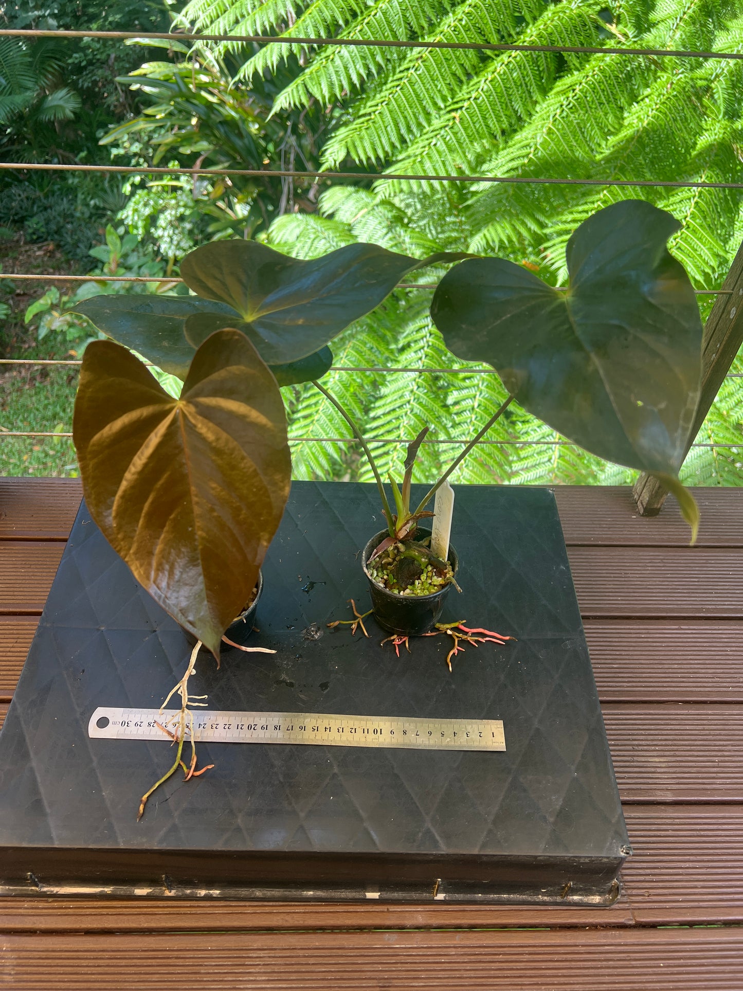 Anthurium 'Dark and Glossy' x2 Plants
