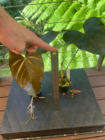 Anthurium 'Dark and Glossy' x2 Plants