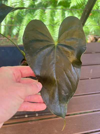 Anthurium 'Dark and Glossy' x2 Plants