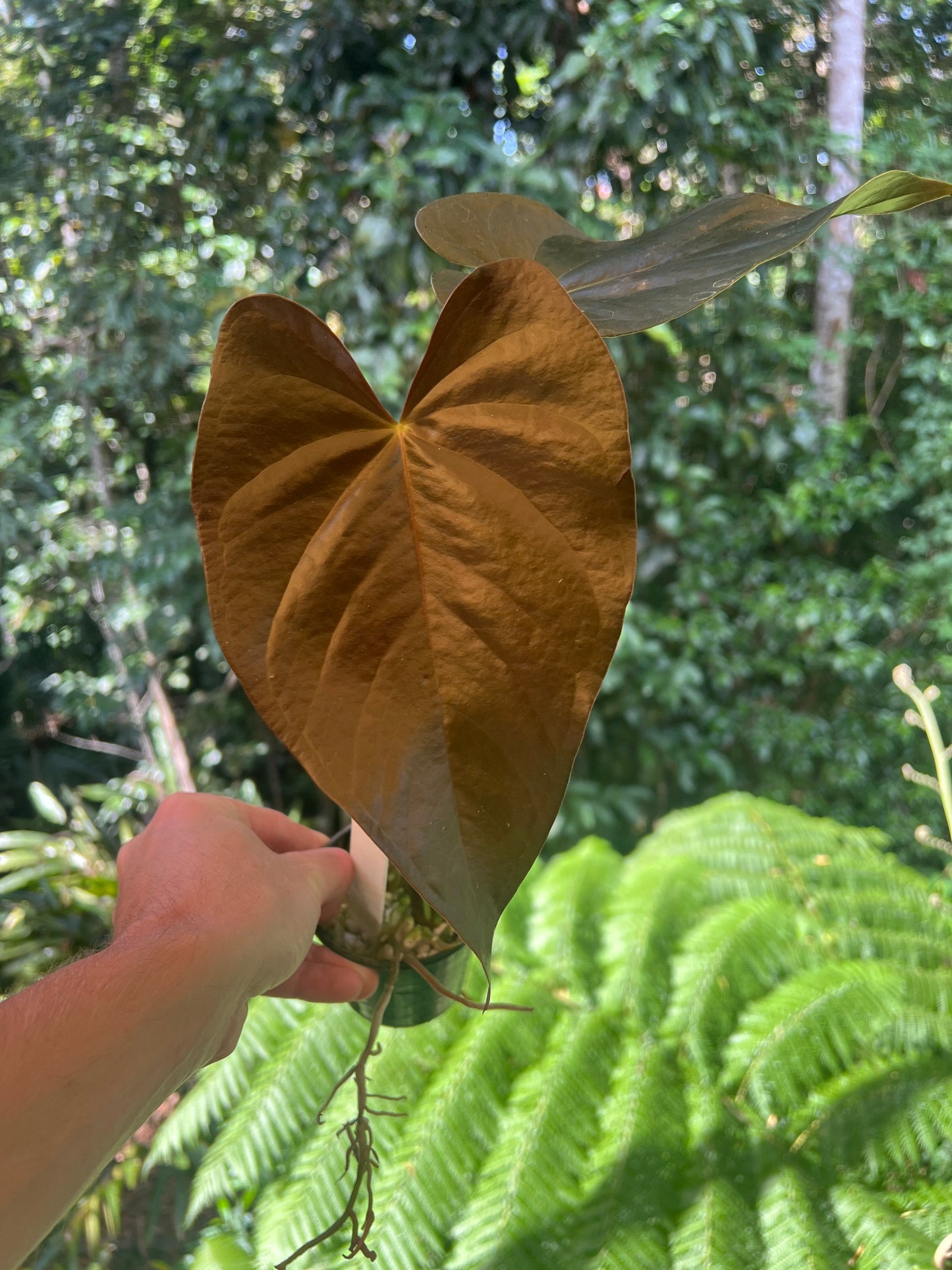 Anthurium 'Dark and Glossy' x2 Plants