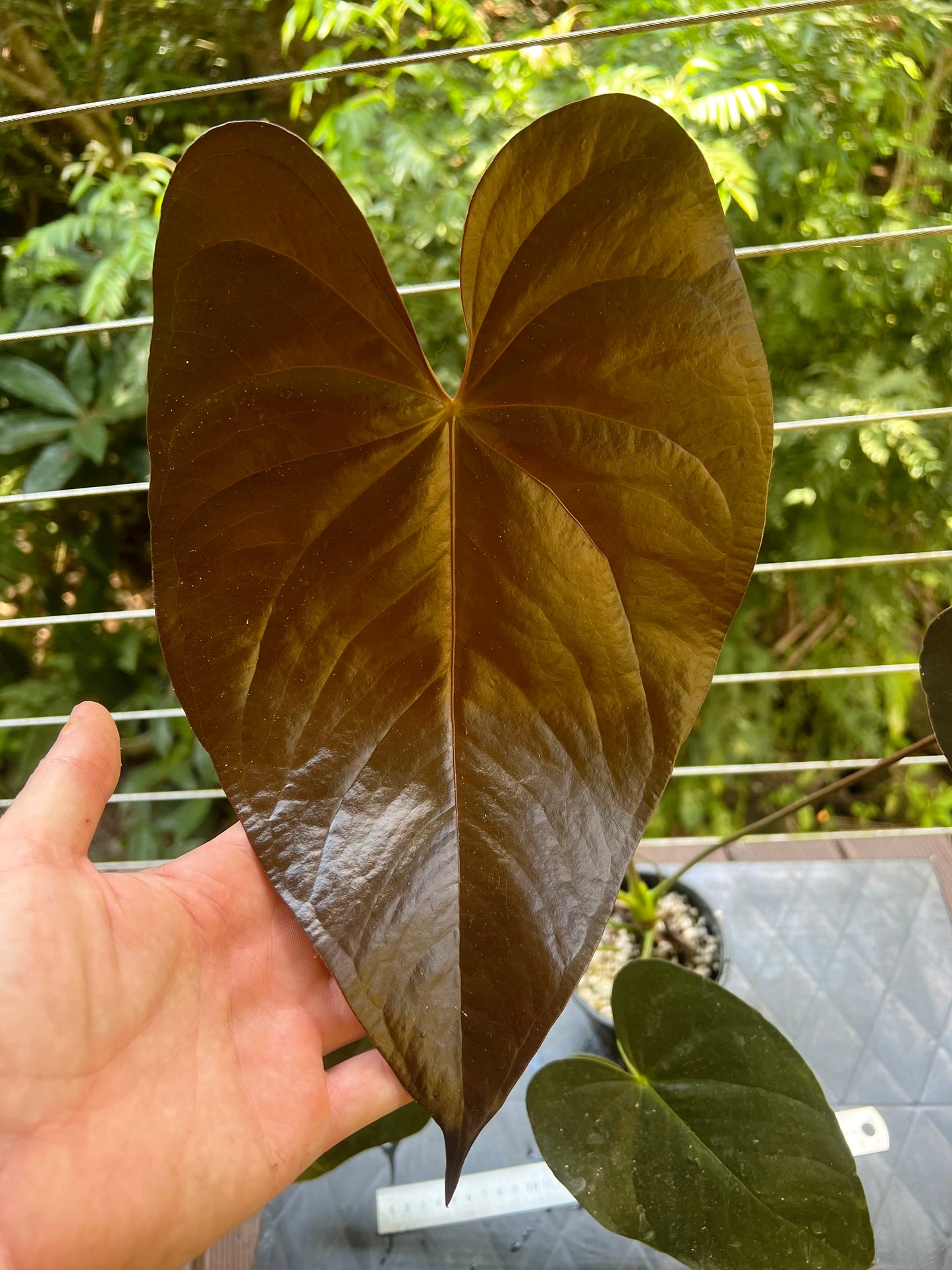 Anthurium Dark and Glossy Clone