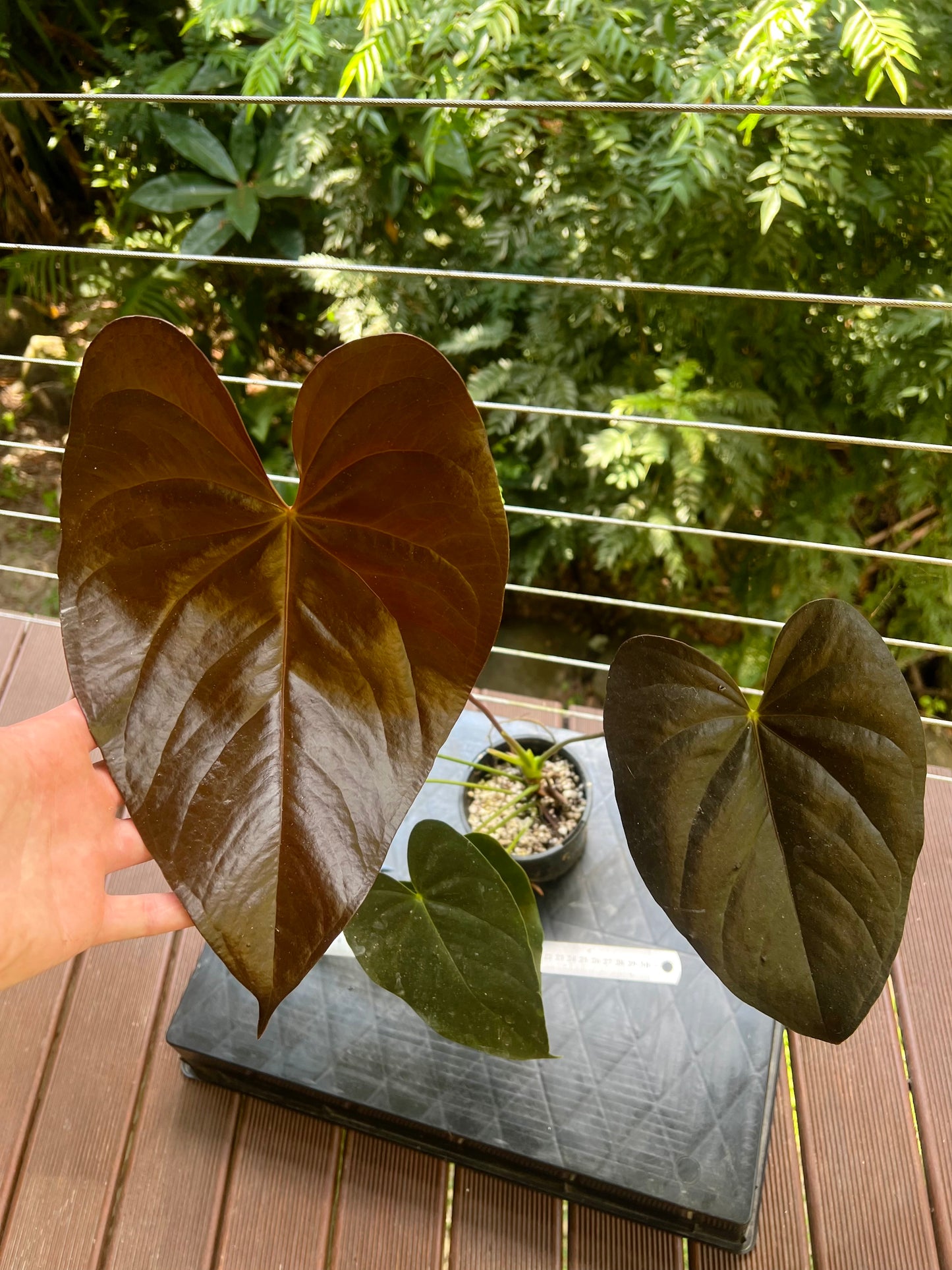 Anthurium Dark and Glossy Clone
