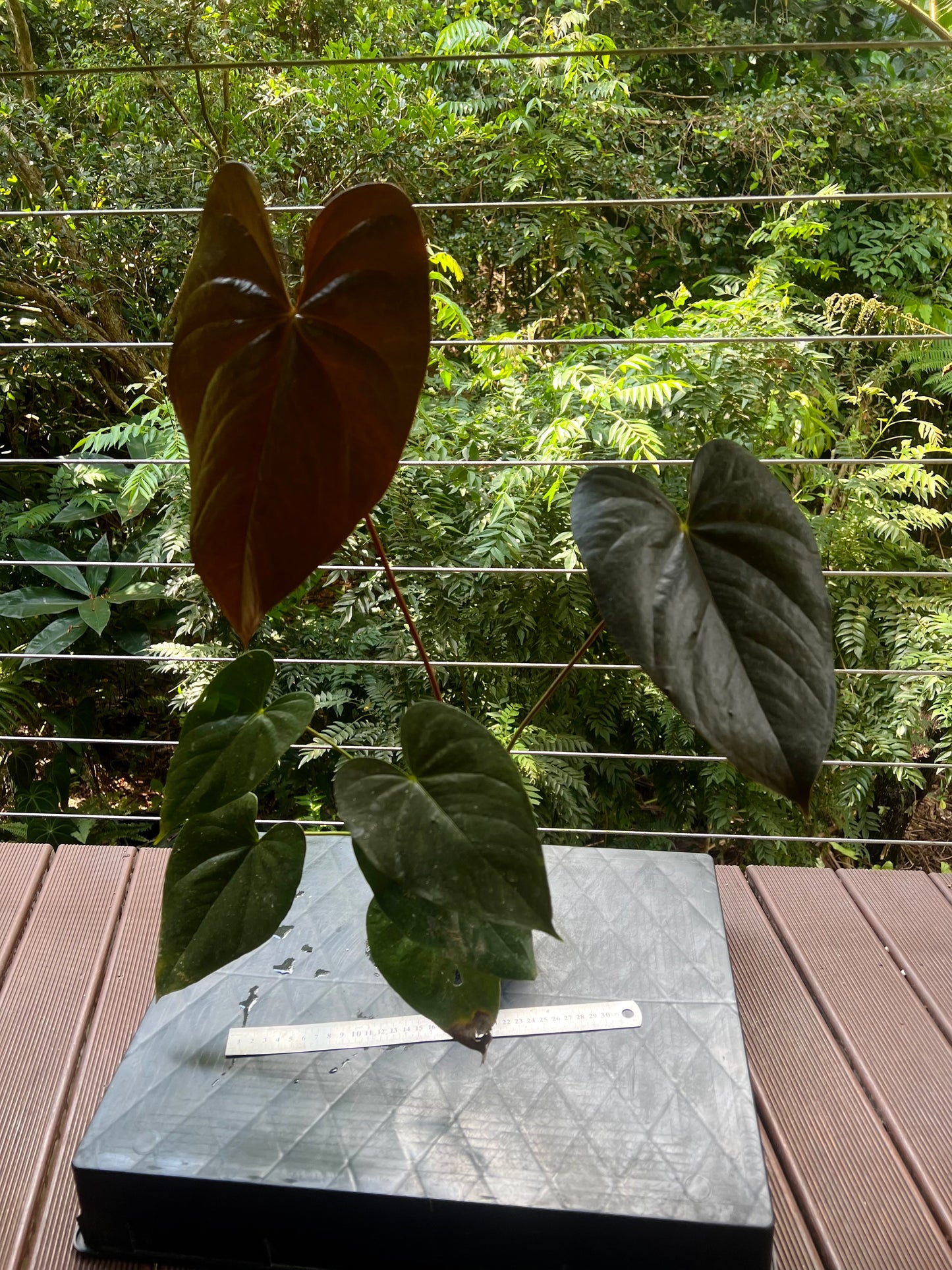 Anthurium Dark and Glossy Clone