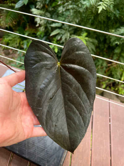 Anthurium Dark and Glossy Clone