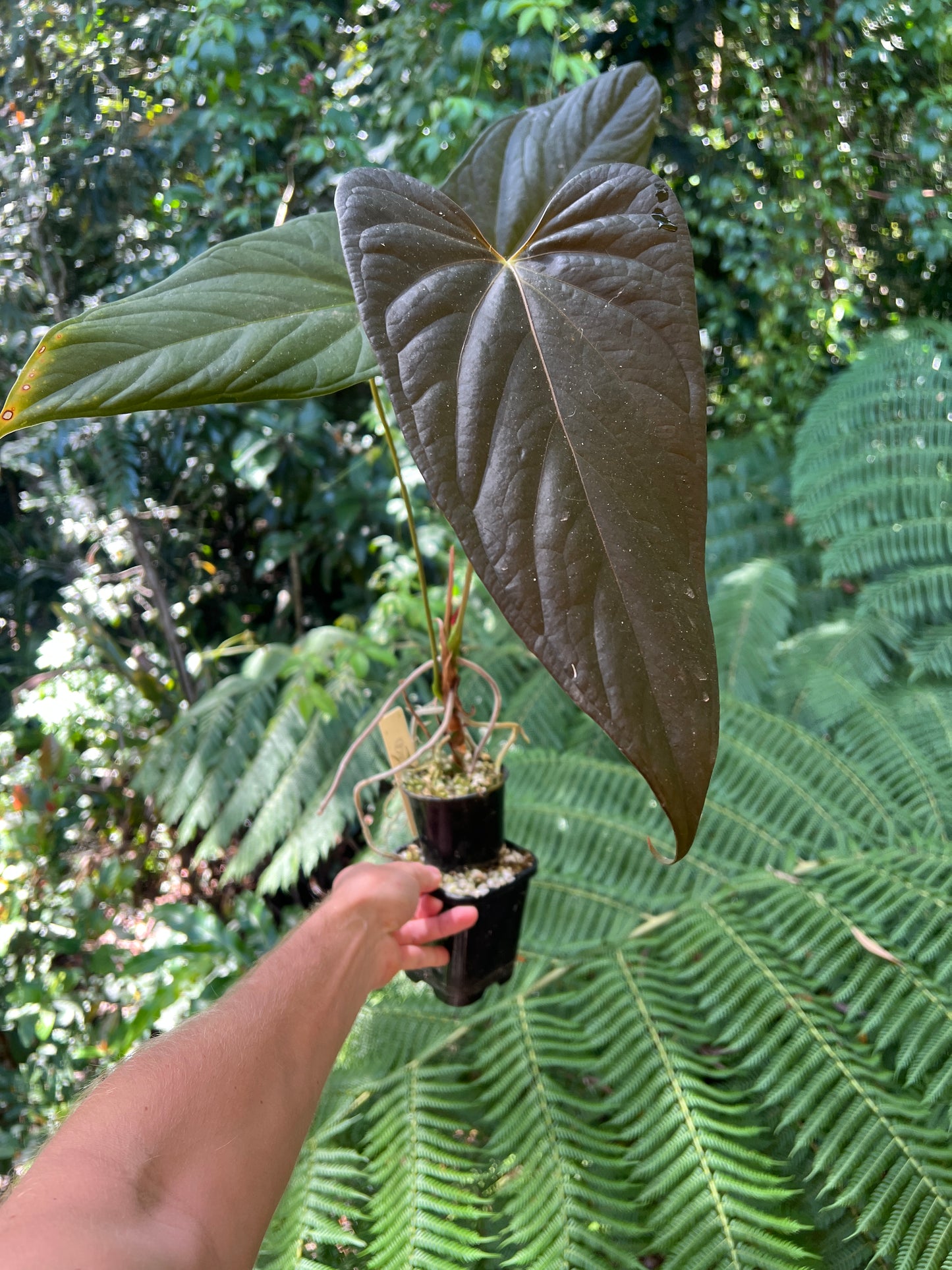 Anthurium 'Sharp Mood #1' Clone - Large and Starting to Flower!