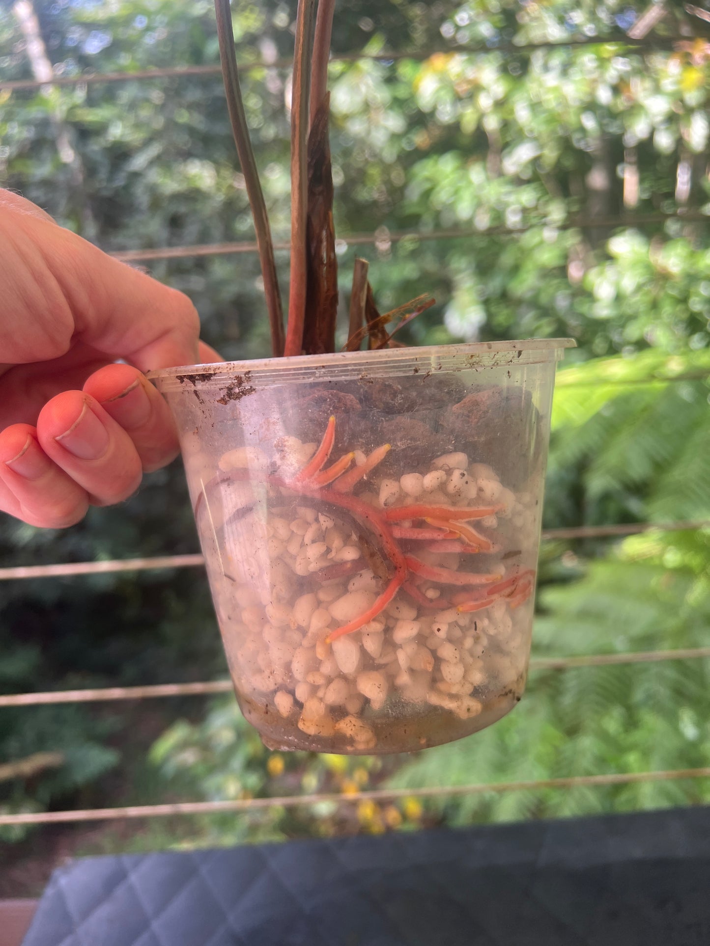 Anthurium effusilobum Large