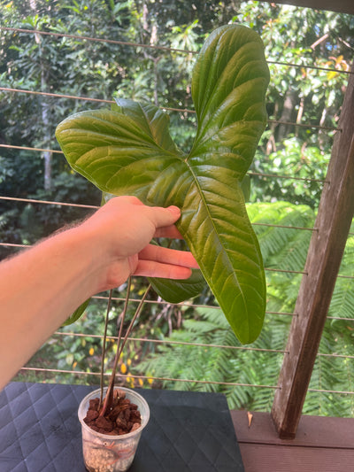 Anthurium effusilobum Large