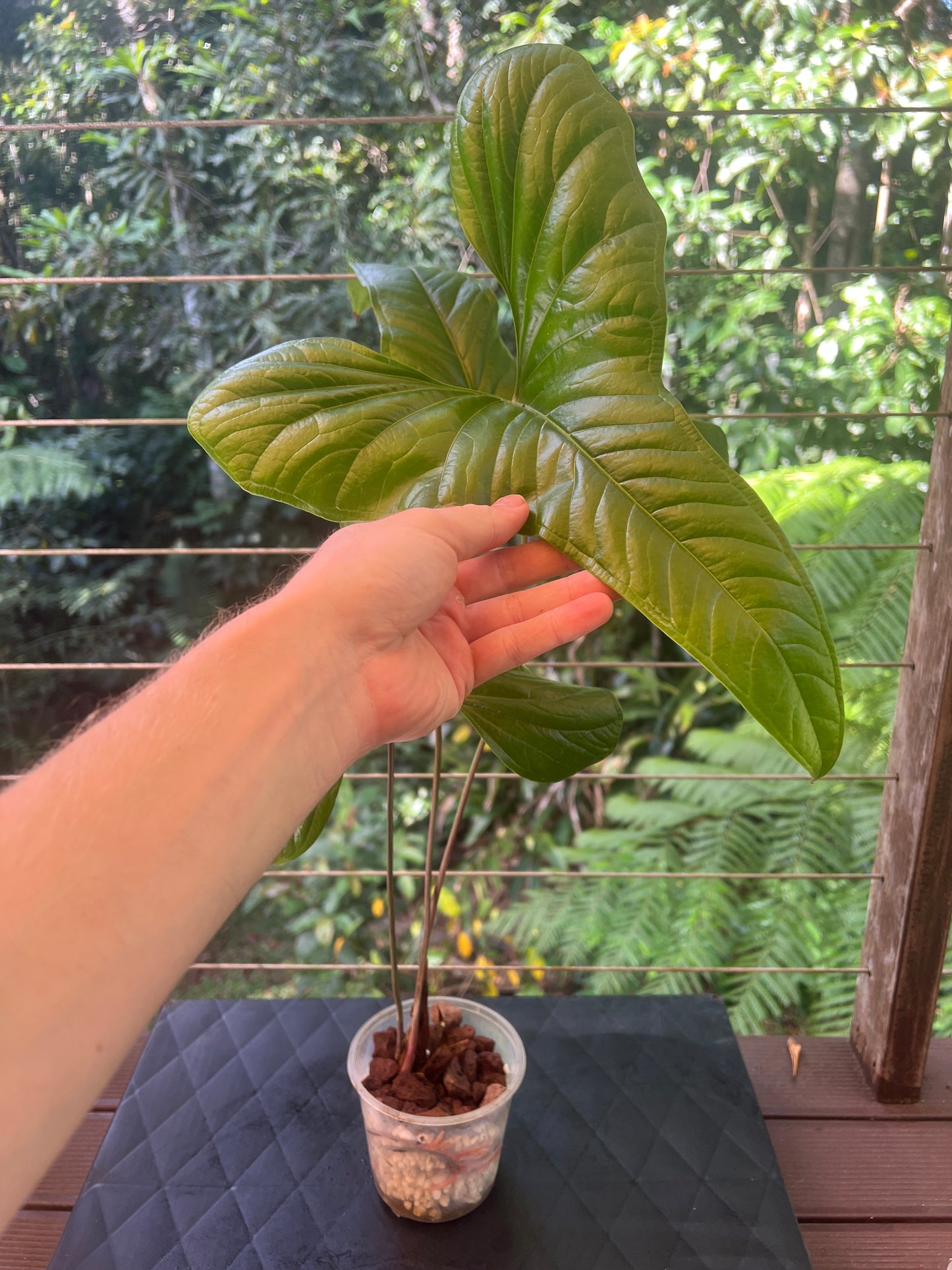 Anthurium effusilobum Large