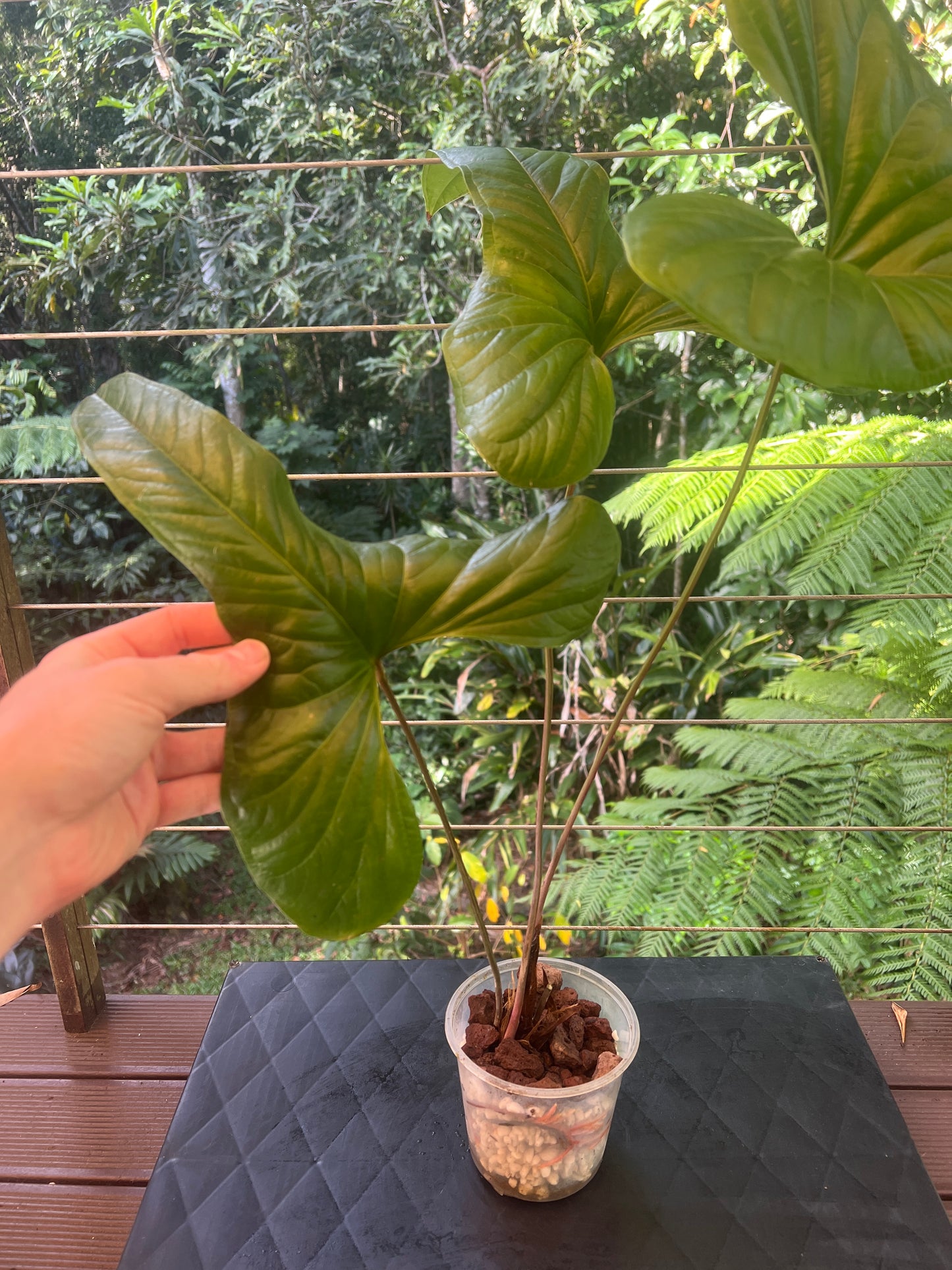 Anthurium effusilobum Large