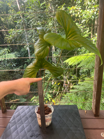 Anthurium effusilobum Large
