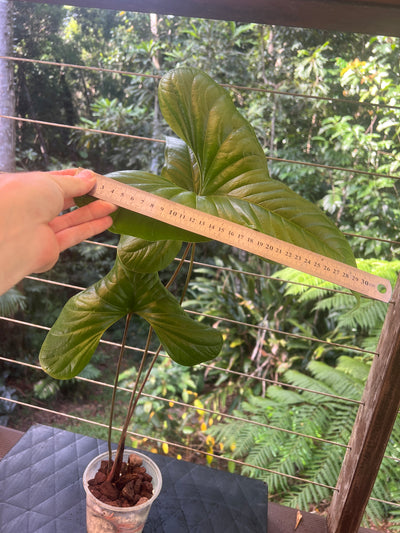 Anthurium effusilobum Large