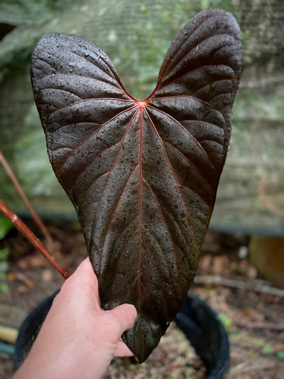 Anthurium 'Sharp Mood'