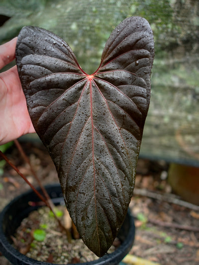 Anthurium 'Sharp Mood'