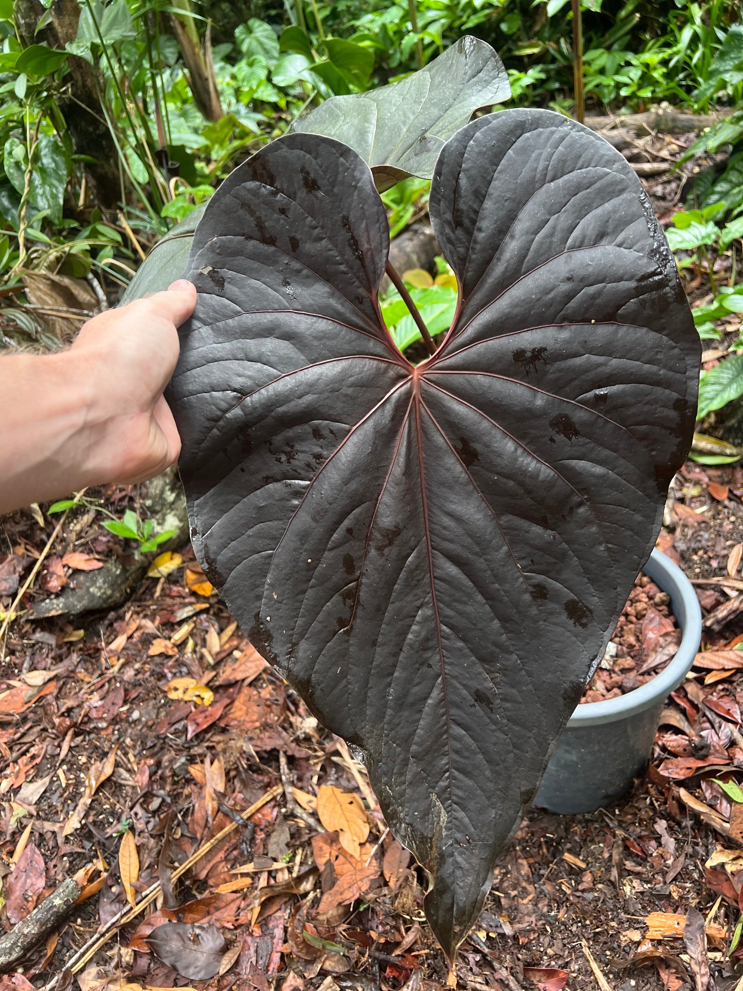Anthurium Moody Clone ( Red Beauty , Moodeanum ) > Large Flowering