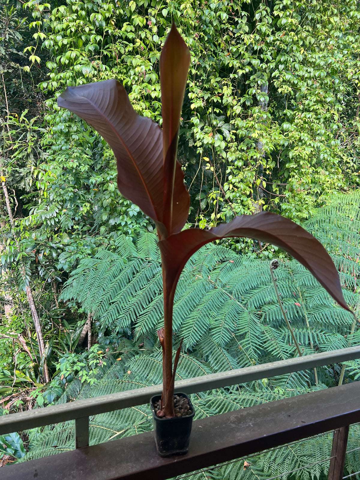 Heliconia indica var Rubra - Beautiful Red Leaf Heliconia