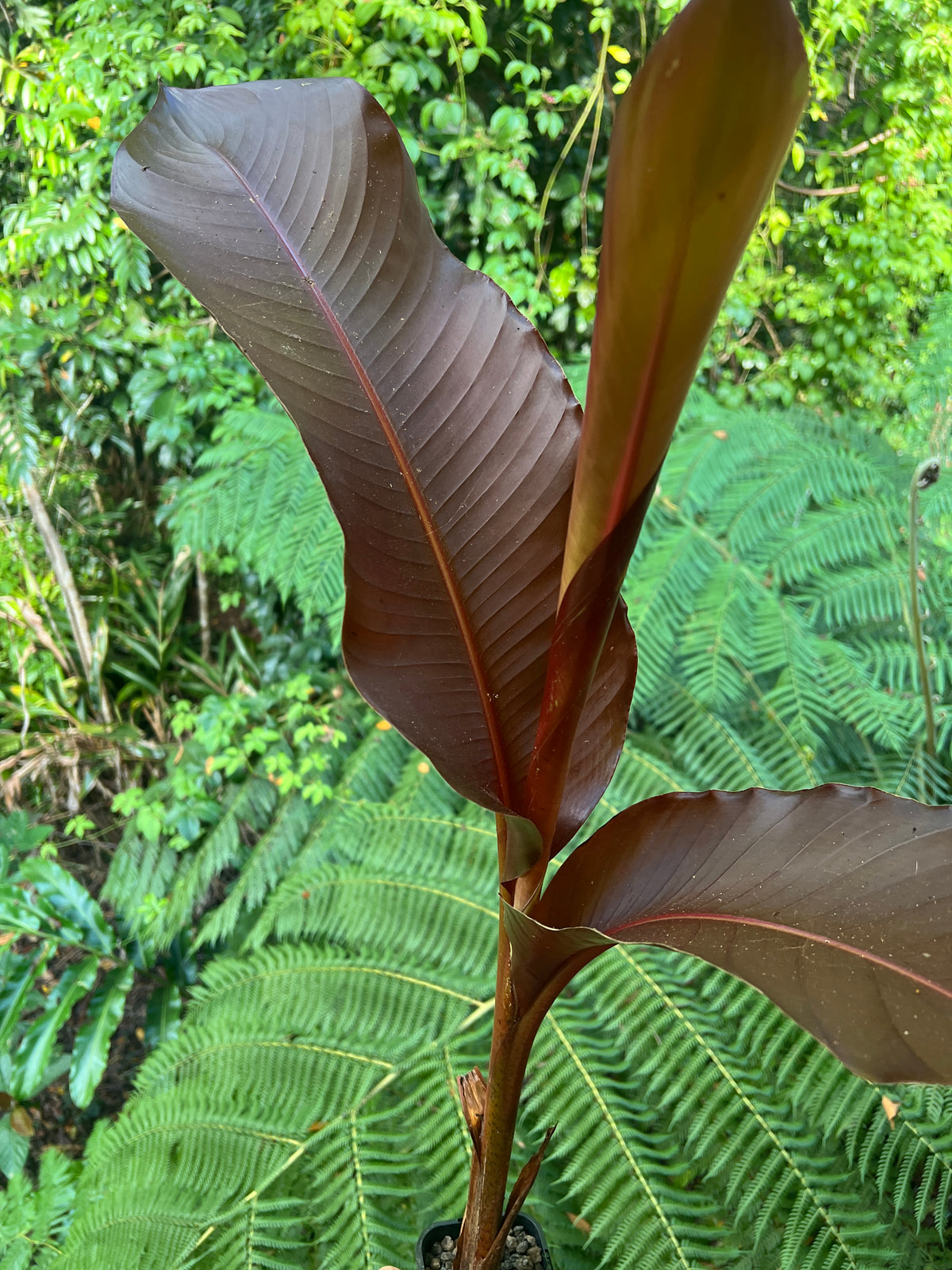 Heliconia indica var Rubra - Beautiful Red Leaf Heliconia
