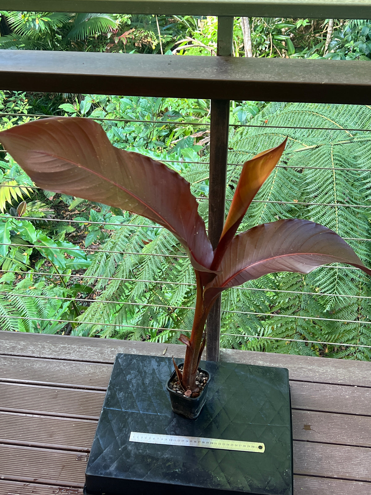 Heliconia indica var Rubra - Beautiful Red Leaf Heliconia