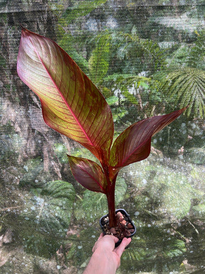 Heliconia indica var Rubra