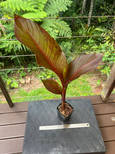 Heliconia indica var Rubra