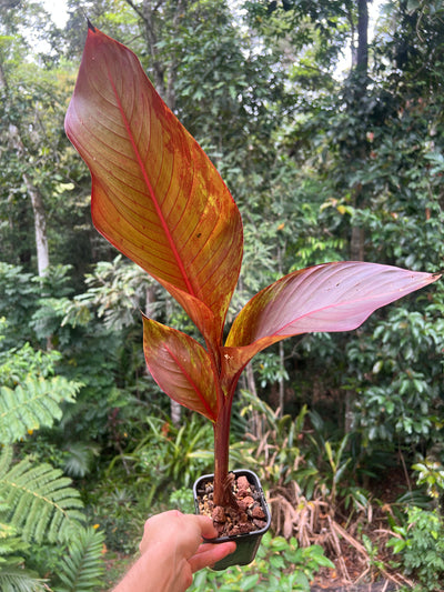 Heliconia indica var Rubra