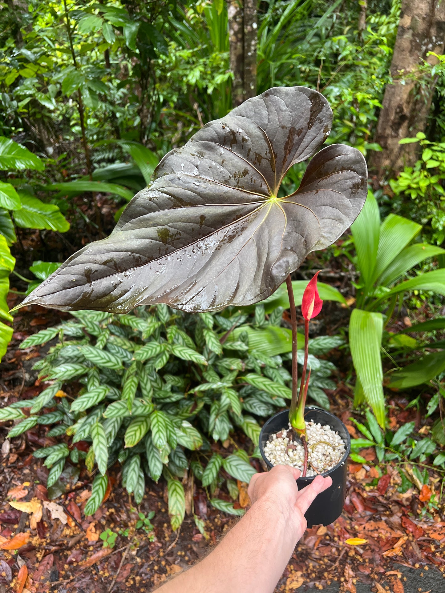Anthurium Moody Clone ( Red Beauty , Moodeanum ) > Large Flowering