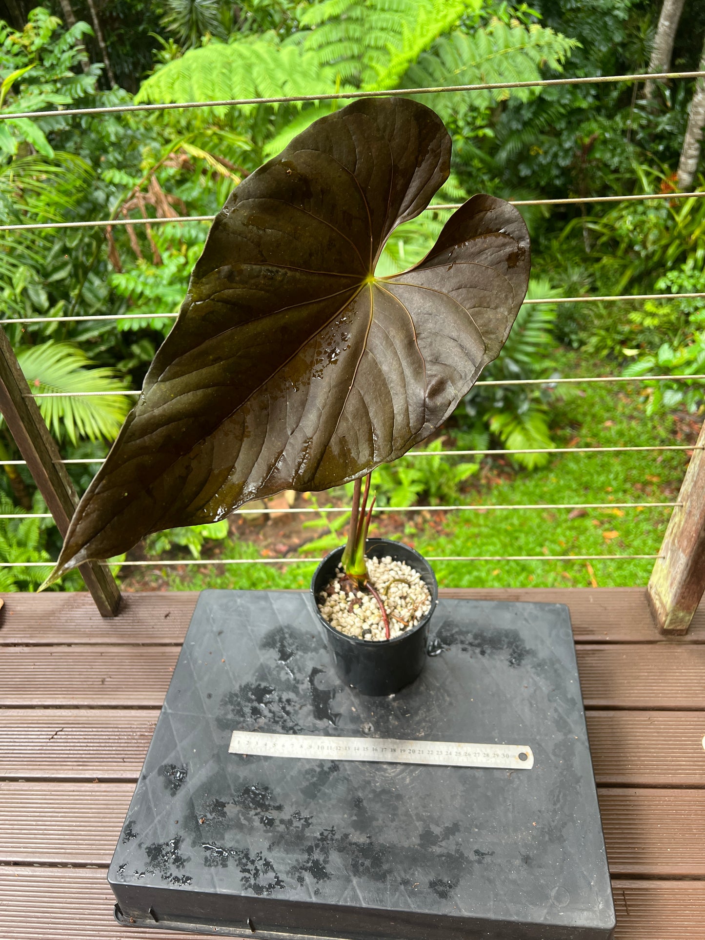 Anthurium Moody Clone ( Red Beauty , Moodeanum ) > Large Flowering