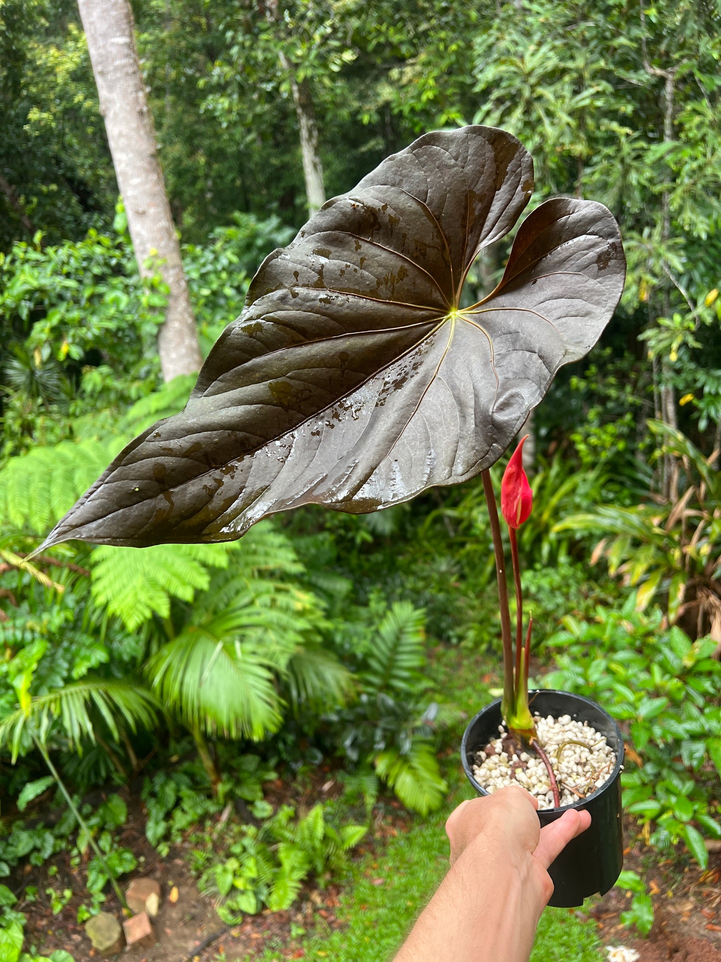 Anthurium Moody Clone ( Red Beauty , Moodeanum ) > Large Flowering