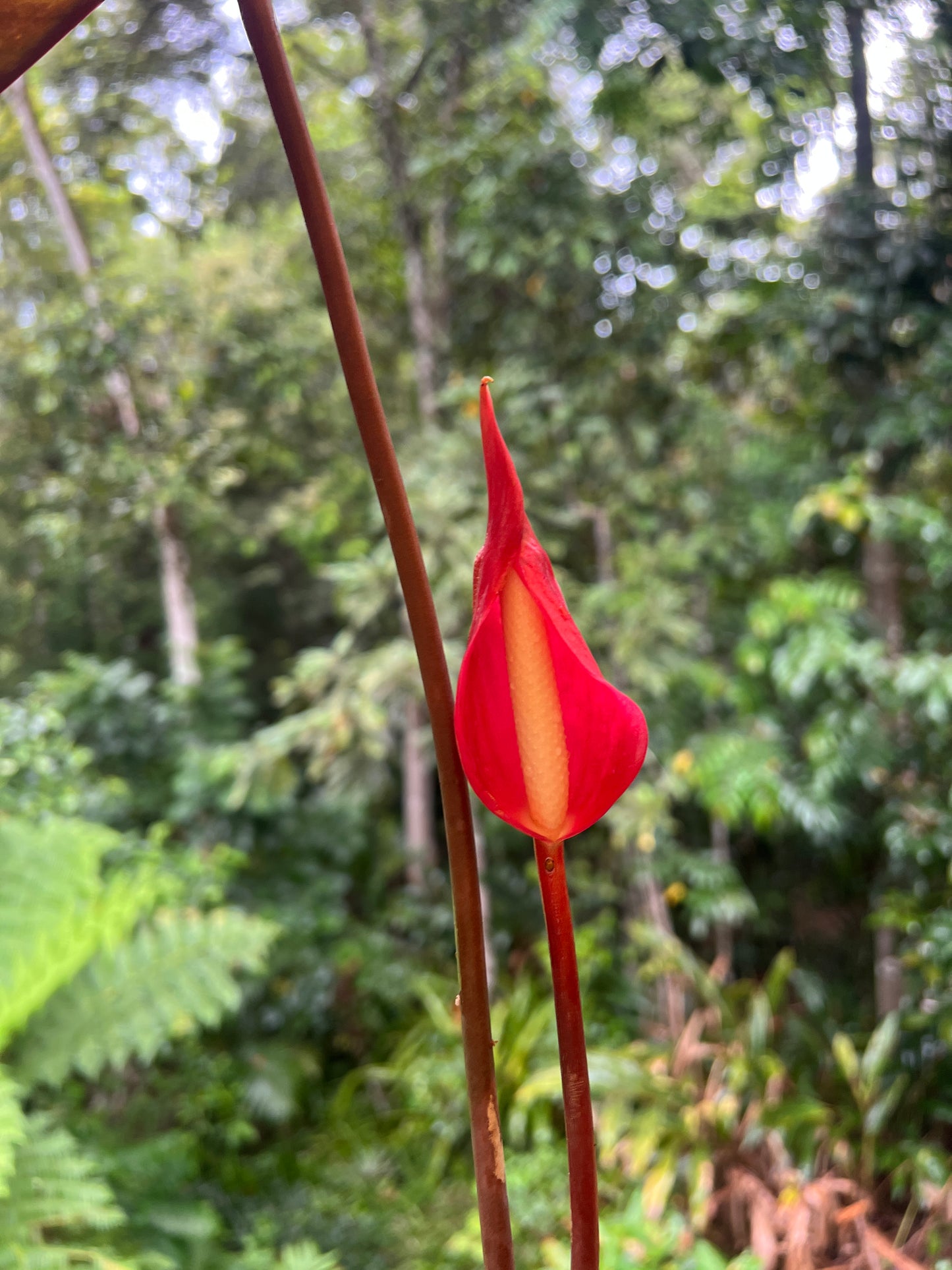 Anthurium Moody Clone ( Red Beauty , Moodeanum ) > Large Flowering