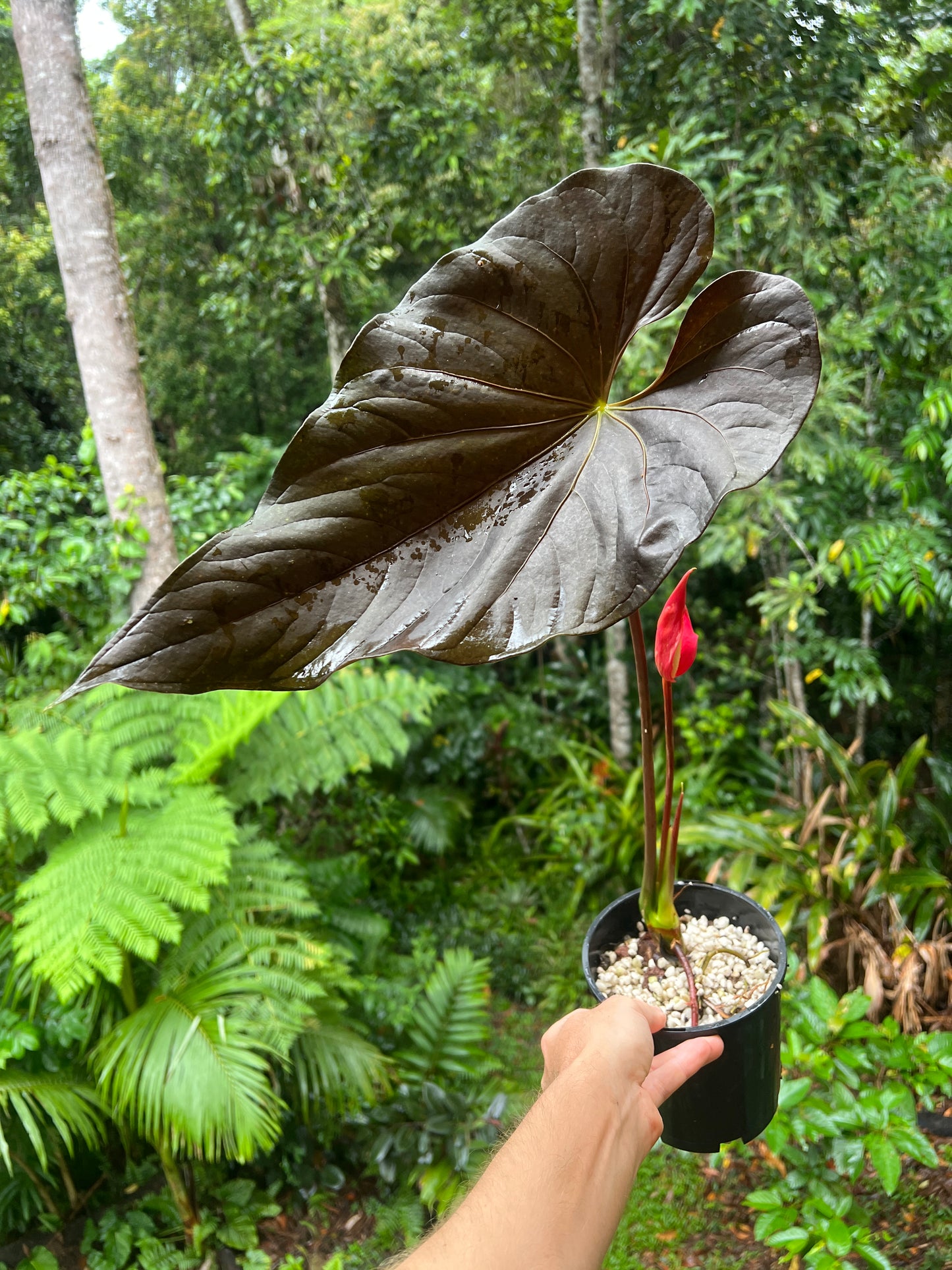 Anthurium Moody Clone ( Red Beauty , Moodeanum ) > Large Flowering